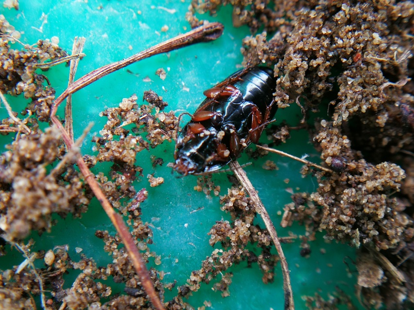 Amara familiaris - kerti közfutó Amara familiaris - kerti közfutó