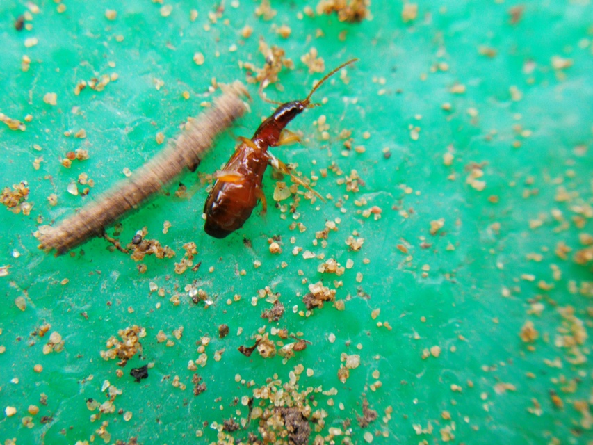 Paradromius linearis - karcsú kéregfutó