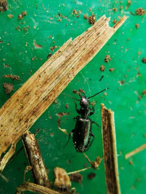 Microlestes