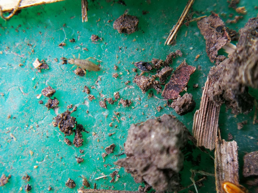 Collembola - Ugróvillások