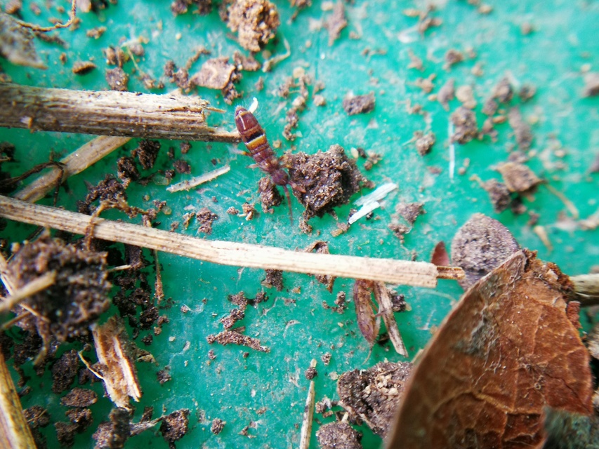 Orchesella cincta
