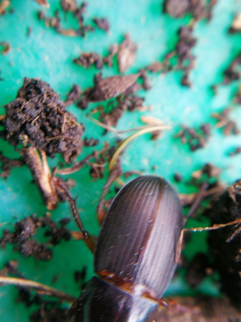 Harpalus caspius - keleti lomhafutó