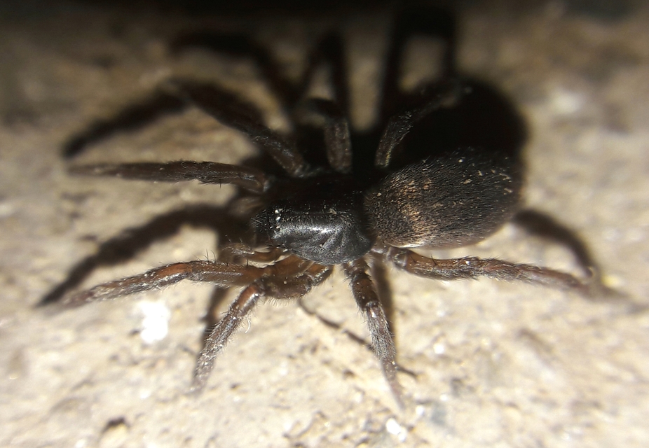 Haplodrassus bohemicus