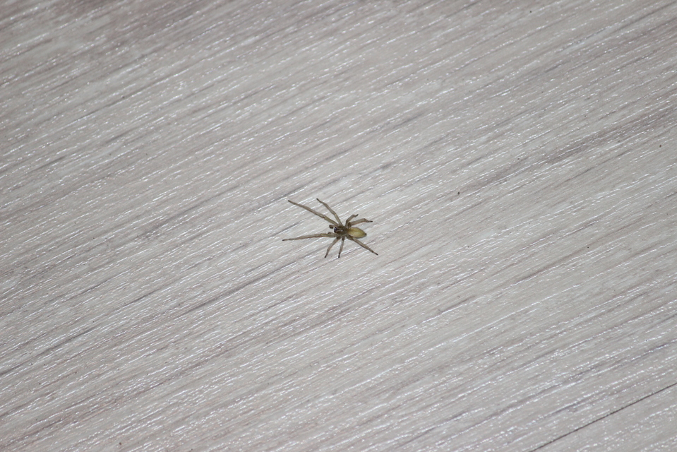 Cheiracanthium mildei - sárga dajkapók