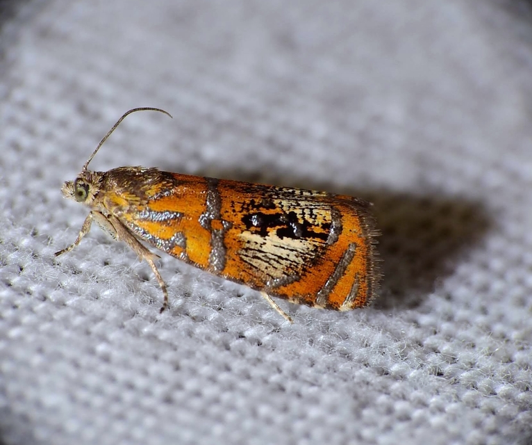 Olethreutes arcuella - avarevő tükrösmoly