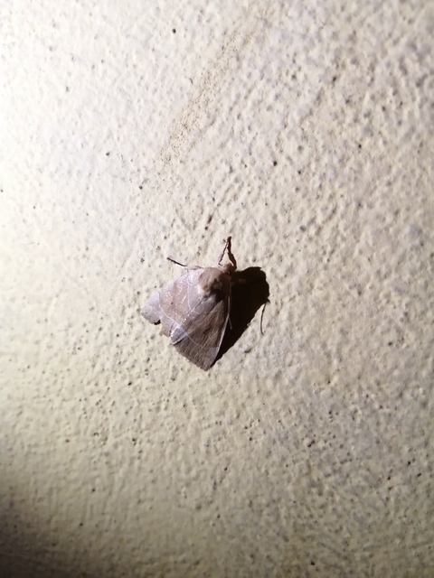 Cosmia trapezina - közönséges lombbagoly