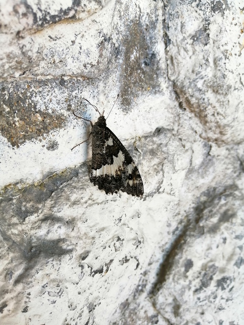 Brintesia circe - fehéröves szemeslepke