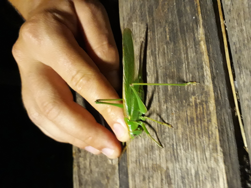 Tettigonia viridissima - zöld lombszöcske