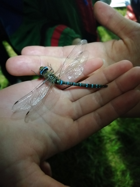 Aeshna mixta - kései karcsúacsa
