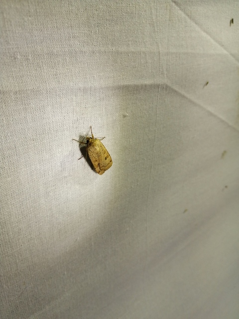 Noctua interposita - köztes sárgafűbagoly