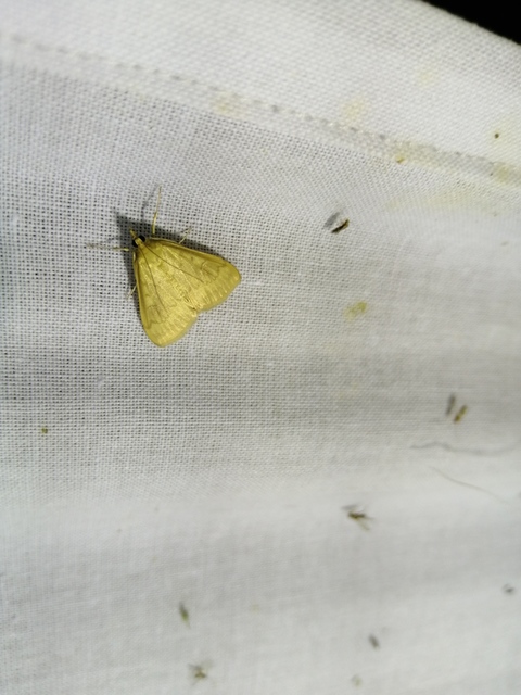 Ostrinia nubilalis - kukoricamoly