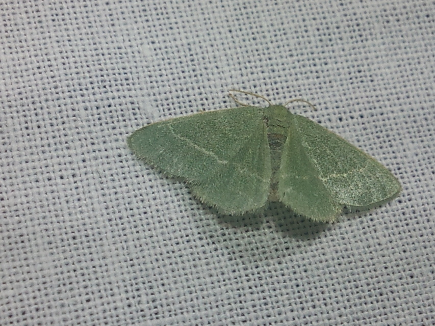 Chlorissa viridata/cloraria
