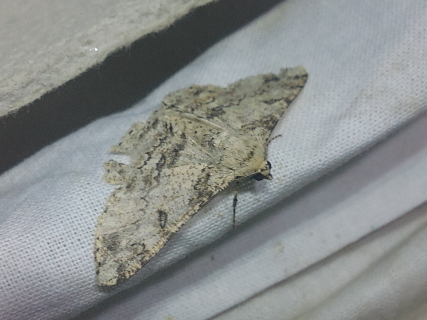 Ascotis selenaria - holdas faaraszoló