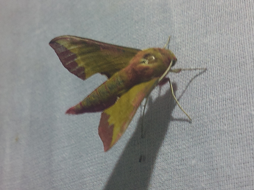 Deilephila porcellus - piros szender