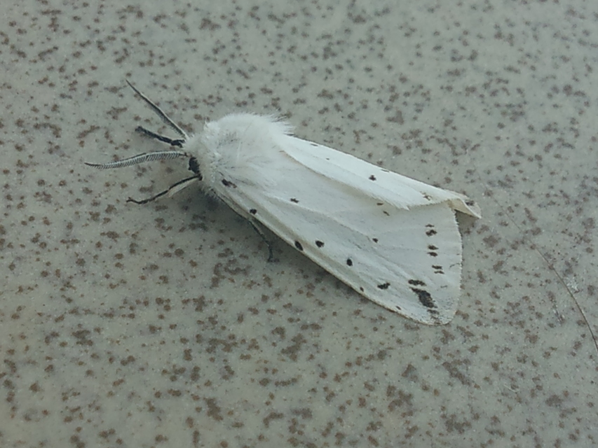 Spilosoma lubricipedum - tejszínű medvelepke