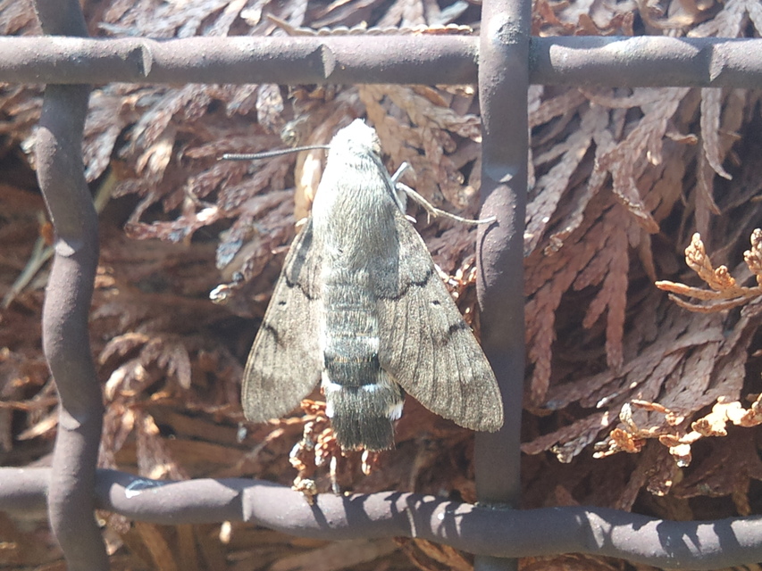 Macroglossum stellatarum - kacsafarkú szender