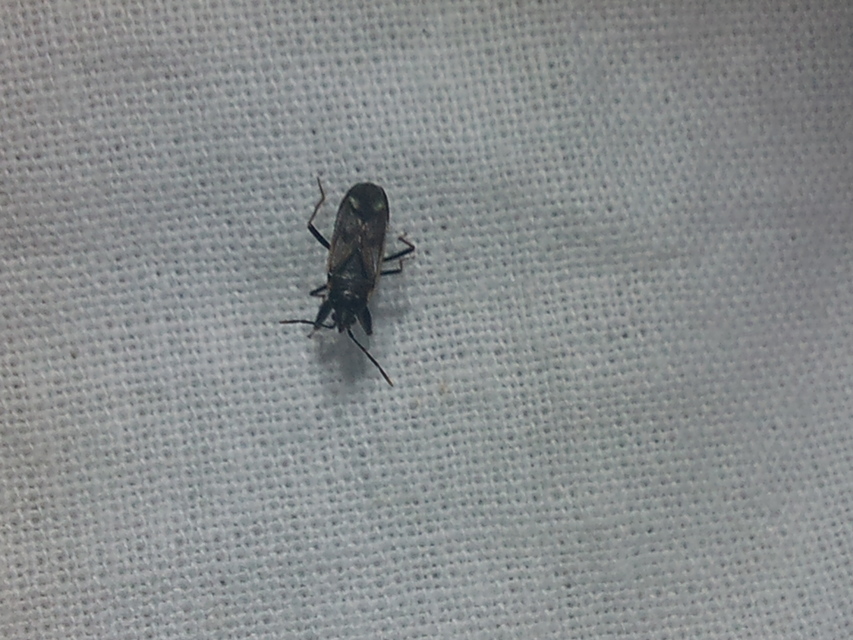 Eremocoris