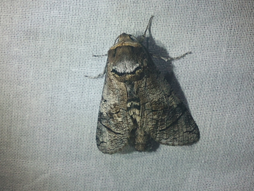 Cossus cossus - fűzfarontólepke