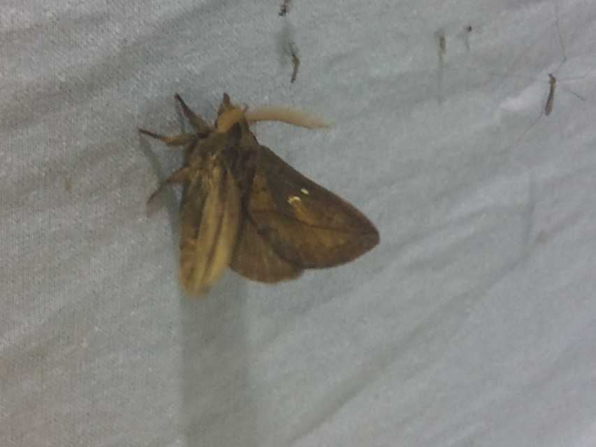 Euthrix potatoria - szomjas pohók