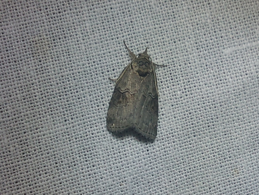 Nycteola asiatica - nyárfa-trapézbagoly