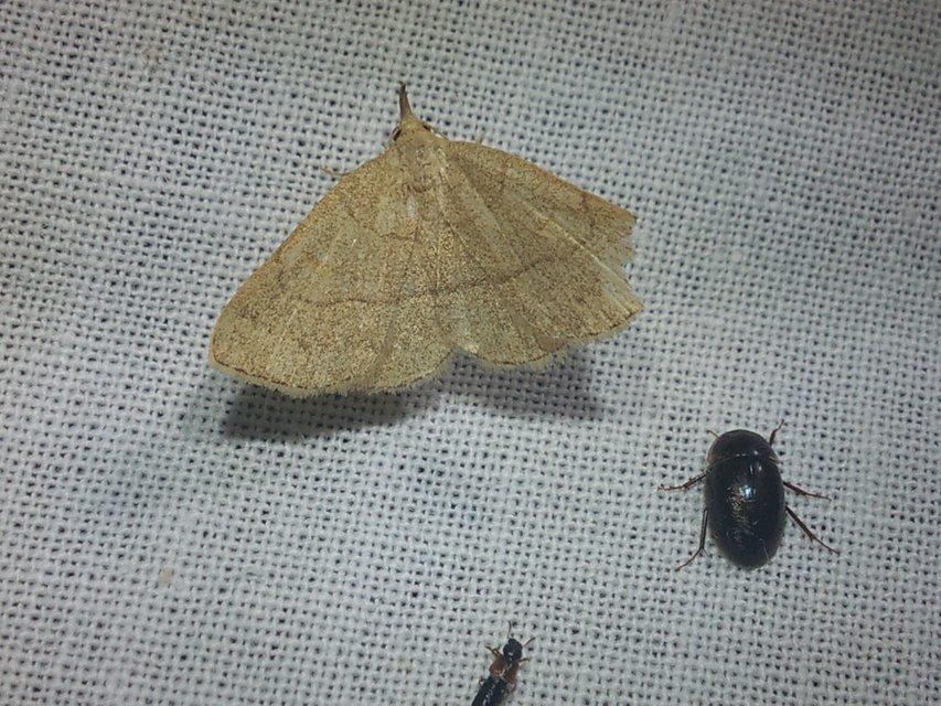 Paracolax tristalis - sárgás karcsúbagoly