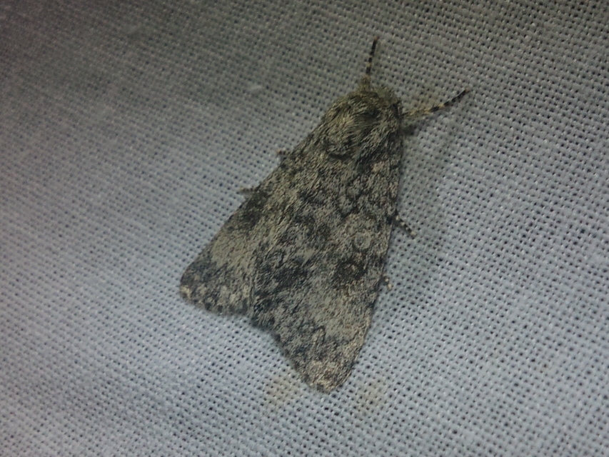 Acronicta megacephala - nagyfejű szigonyosbagoly