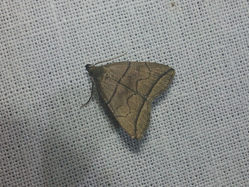Herminia grisealis - ligeti karcsúbagoly