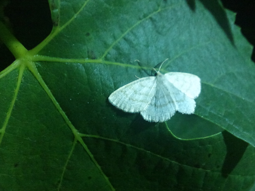 Cabera exanthemata - pettyes égeraraszoló