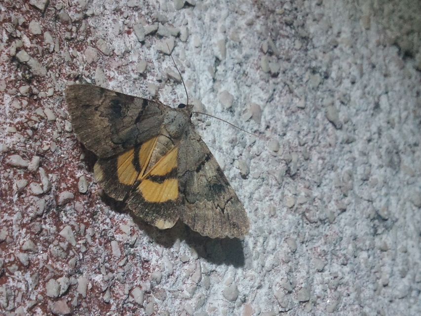 Catocala hymenaea - kökény-övesbagoly