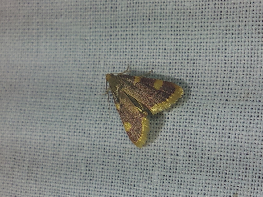 Hypsopygia costalis - szénailonca