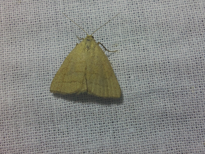 Polypogon tentacularia - sötétaljú karcsúbagoly