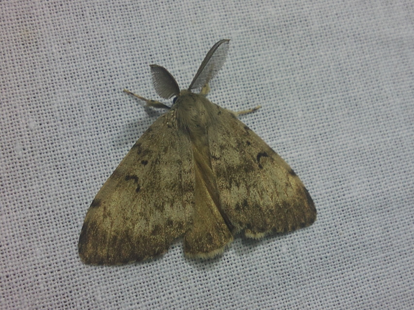 Lymantria dispar - gyapjaslepke