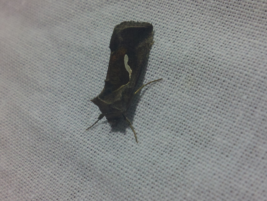 Macdunnoughia confusa - cseppfoltos ezüstbagoly