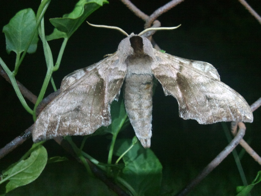 Smerinthus ocellatus - esti pávaszem