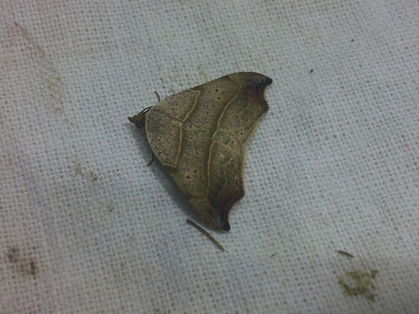 Laspeyria flexula - zuzmóbagoly