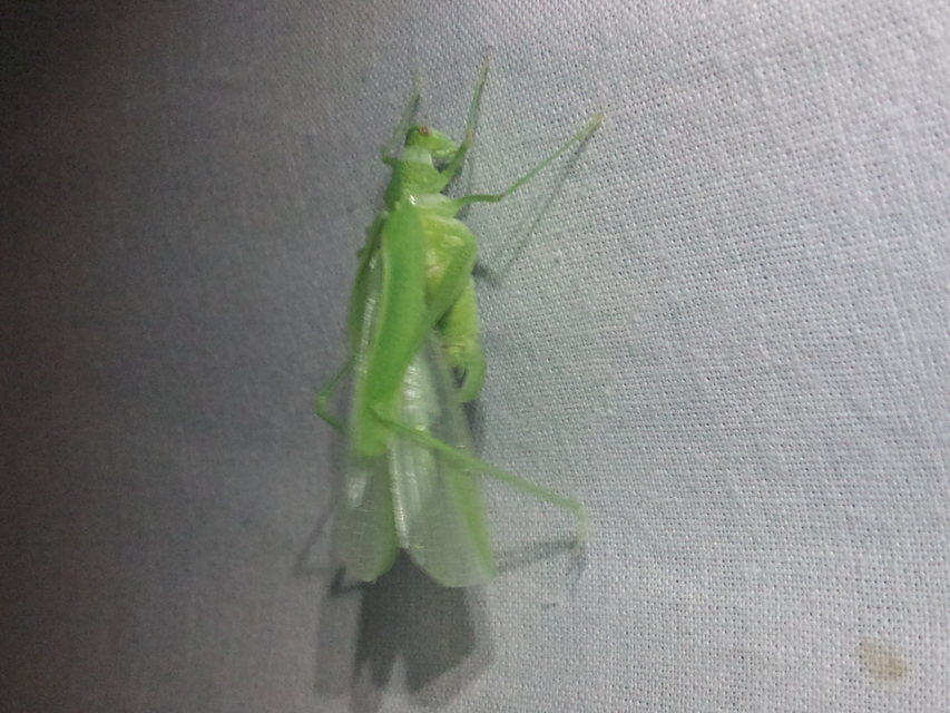 Phaneroptera nana - pontozott repülőszöcske