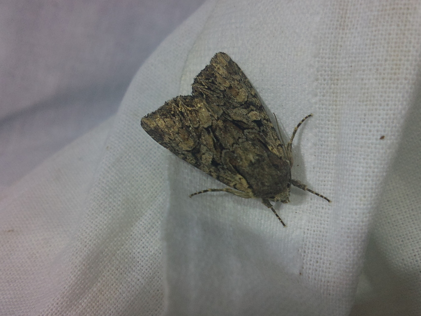 Lacanobia thalassina - borbolya-kertibagoly