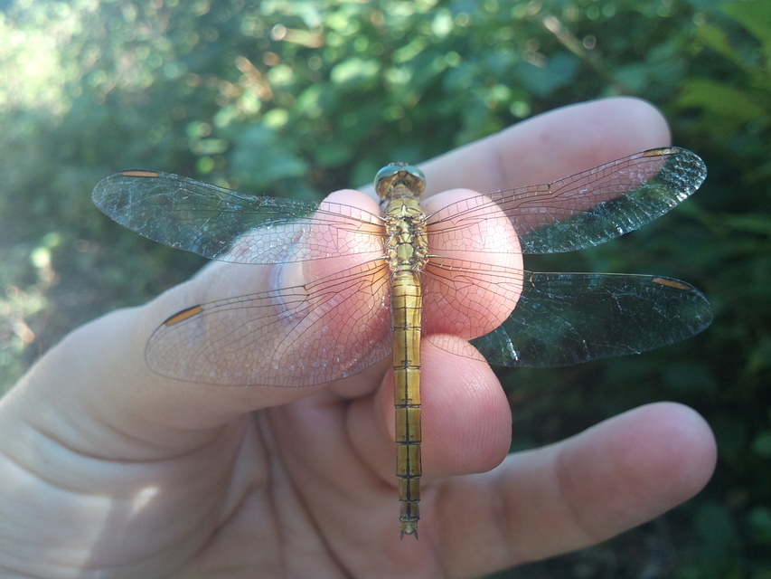 Orthetrum coerulescens - karcsú pásztorszitakötő