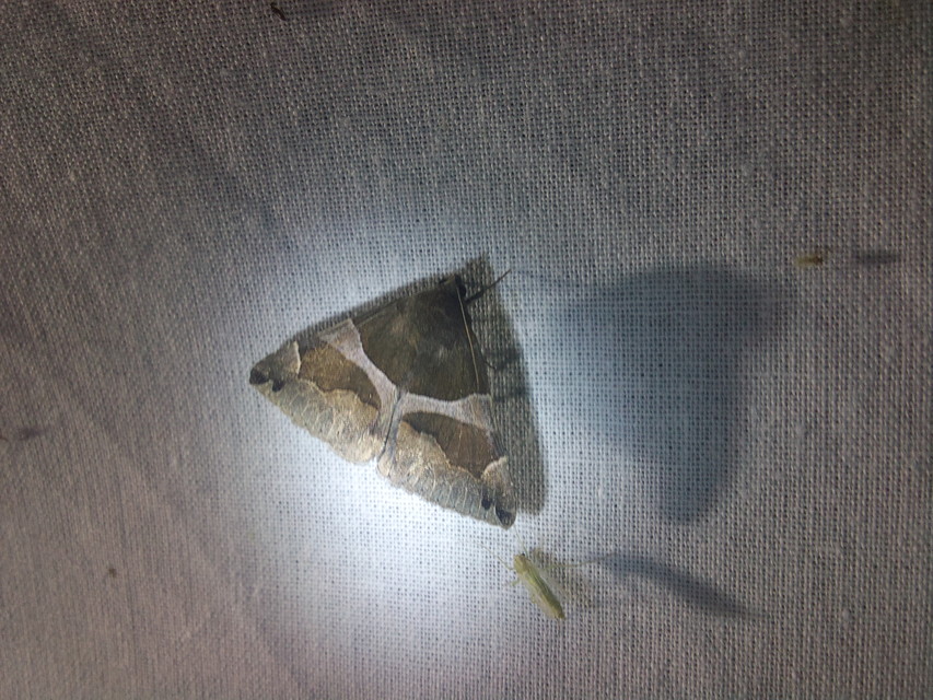 Dysgonia algira - déli porcelánbagoly