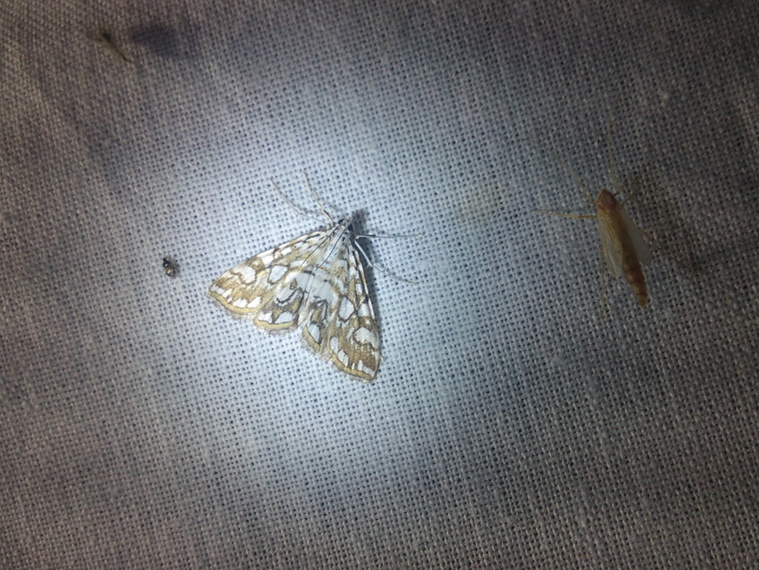 Elophila nymphaeata - tarka vízimoly