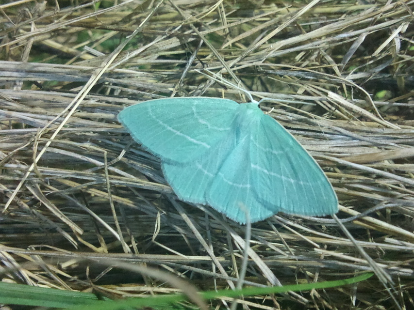 Hemistola chrysoprasaria - kékes zöldaraszoló