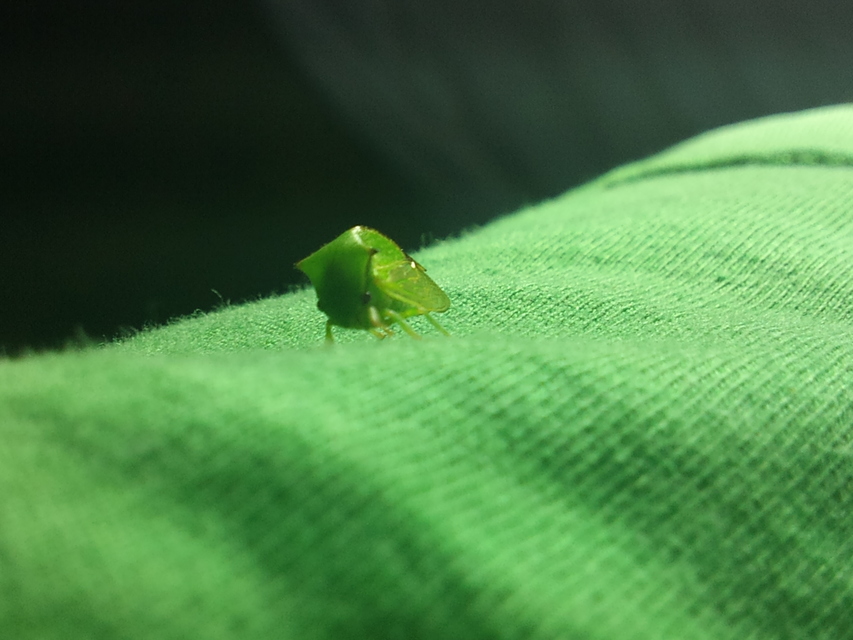 Stictocephala bisonia - bivalykabóca