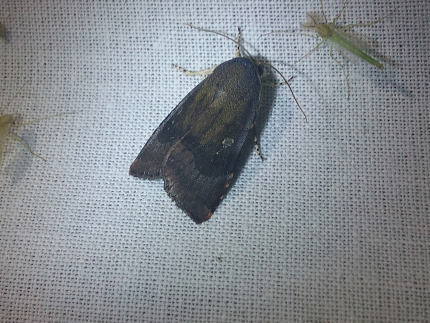 Noctua janthina - tarka sárgafűbagoly
