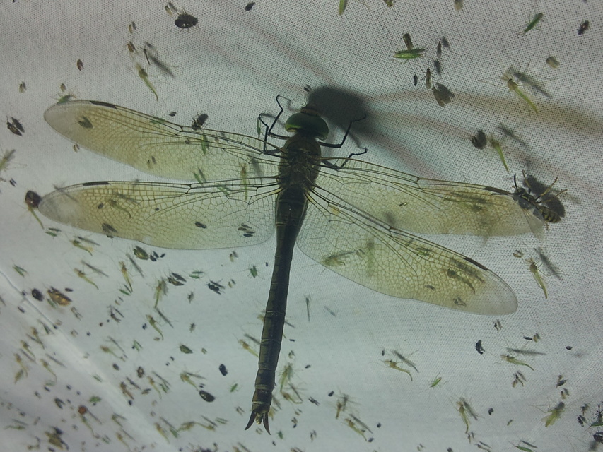 Anax parthenope - barna óriásacsa