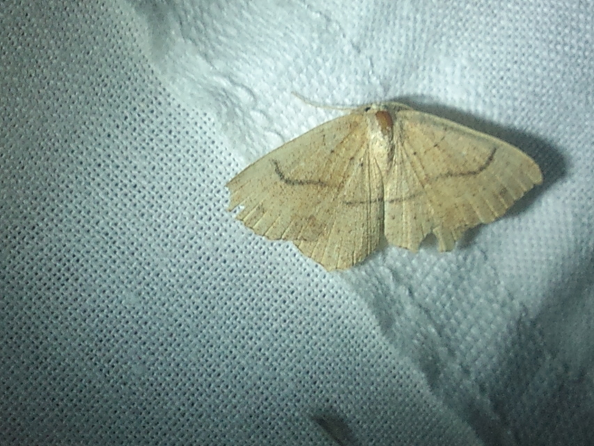 Cyclophora ruficiliaria - vörösrojtú pettyesaraszoló