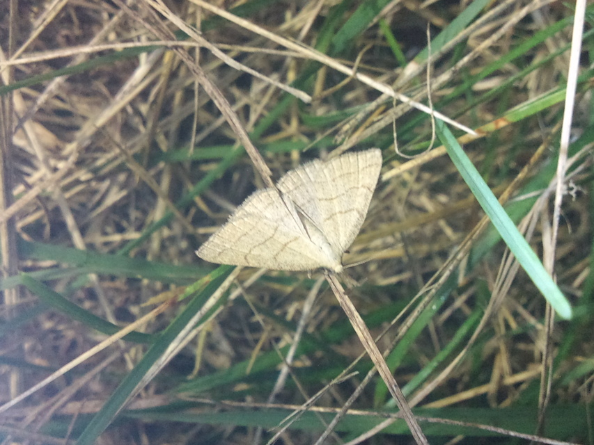 Polypogon tentacularia - sötétaljú karcsúbagoly