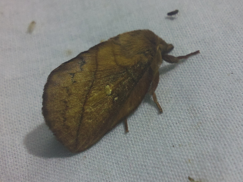 Euthrix potatoria - szomjas pohók