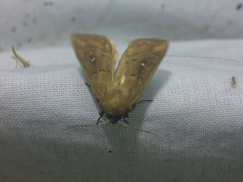 Mythimna albipuncta - fehérpettyes rétibagoly