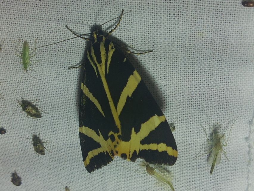 Euplagia quadripunctaria - csíkos medvelepke