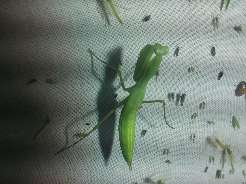Mantis religiosa - imádkozósáska